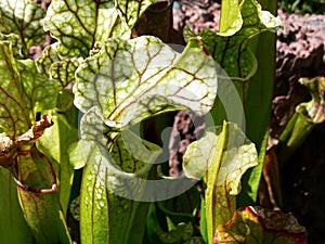 Carnivorous plant