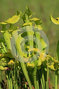 Carnivorous plant