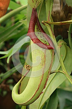 Carnivorous plant