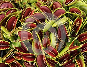 Carnivorous plant