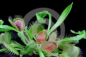 Carnivorous plant