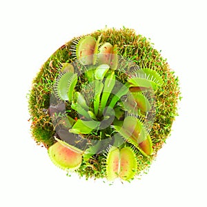 Carnivorous plant