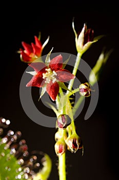 Carnivorous plant