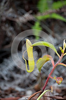 Carnivorous plant.