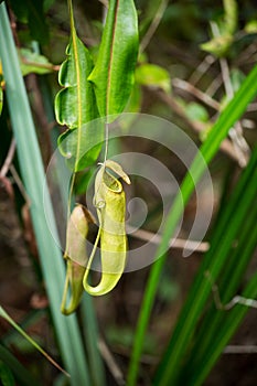 Carnivorous plant.