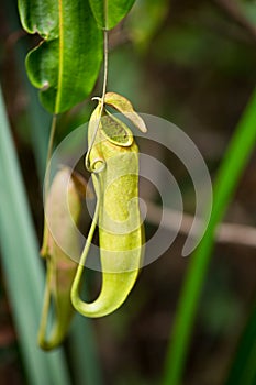 Carnivorous plant.