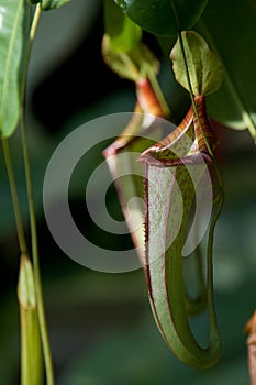 Carnivorous plant