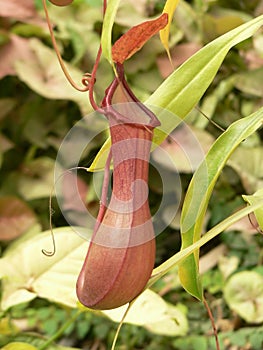 Carnivorous plant photo