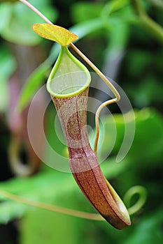 Carnivorous plant