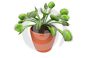 Carnivorous plant