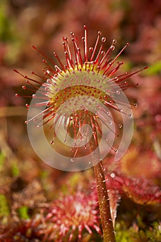 Carnivorous plant