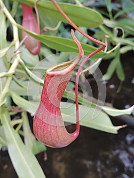 Carnivorous plant