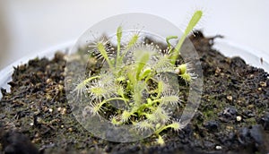 Carnivorous plant