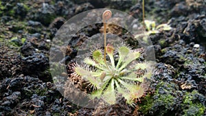 A carnivorous plant in bloom