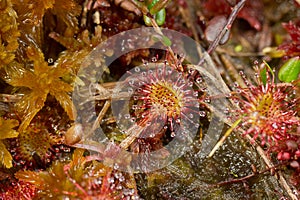 Carnivorous plant in the bog natural environment.  round-leaved sundew or common sundew - Drosera rotundifolia