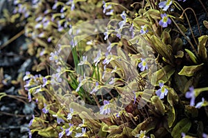 Carnivorous plant butterwort on serpentine rocks in Greece