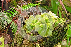 Carnivorous plant butterworts Pinguicula in a tropical greenhouse