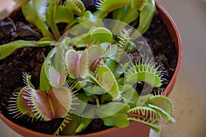 Carnivorous plant called Dionaea Muscipula or Venus flytrap of the family Droseraceae