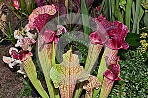 Carnivorous plant photo