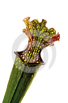 Carnivorous plant , close-up