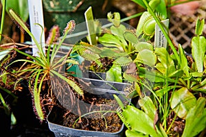 Carnivorous Plant Collection in Greenhouse Environment