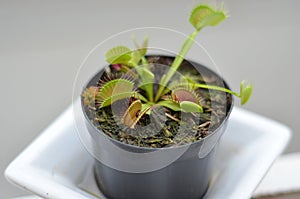 Carnivorous plant Dionaea Muscipula