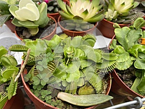 carnivorous plant Dionaea Muscipula flycatcher