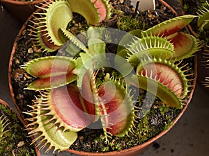 carnivorous plant Dionaea Muscipula, know as Venus flytrap