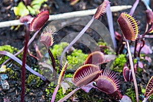 Carnivorous plant Dionaea Muscipula in a pot in the garden