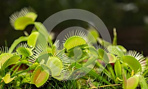 Carnivorous plant Dionaea muscipula in selective focus and depth blur