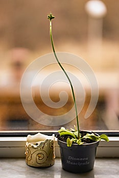 A carnivorous plant (dionaea muscipula) at a window