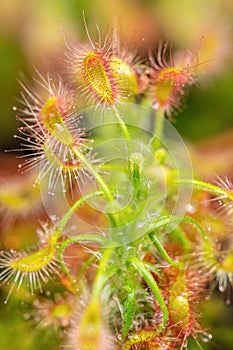 Carnivorous plant Drosera intermedia spoon-leaf sundew, temperate sundew with its trapping mechanism