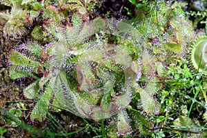 Carnivorous plant - Droseraceae