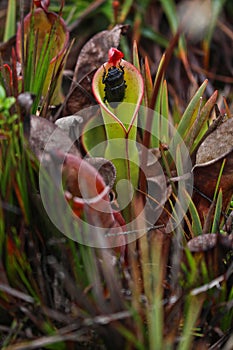 Carnivorous plant eating a beetle in Roraima