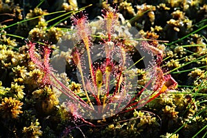 Carnivorous plant english sundew (Drosera anglica