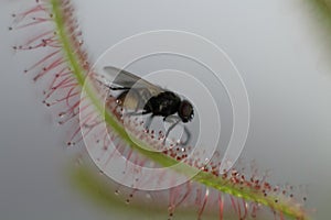 Carnivorous Plant feeds insects fly trapped insect photo