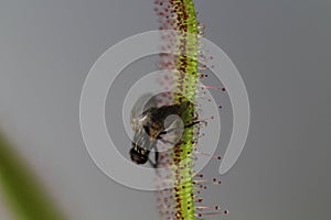 Carnivorous Plant feeds insects fly trapped insect
