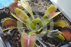 Carnivorous plant in a flower pot