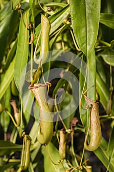 Carnivorous plant flowers