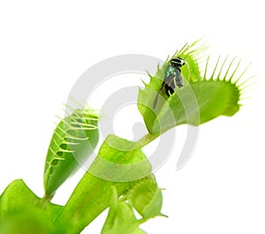 Carnivorous plant. Flytrap photo