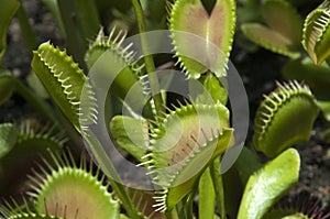 Close-up of Venus flytrap plant photo