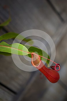 Carnivorous plant in a greenhouse