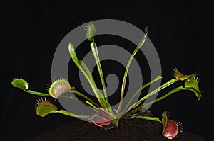 Carnivorous plant with insect entrapped