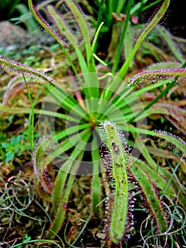 Carnivorous plant or insectivorous plant, Drosera capensis