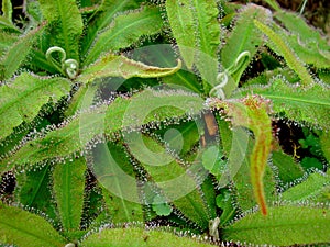 Carnivorous plant or insectivorous plant, Drosera capensis