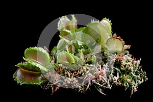 Carnivorous plant on isolated background