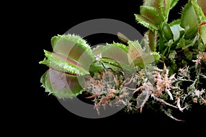 Carnivorous plant on isolated background