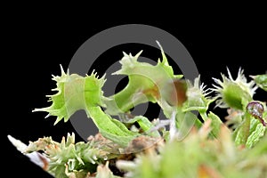 Carnivorous plant on isolated background