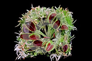 Carnivorous plant on isolated background