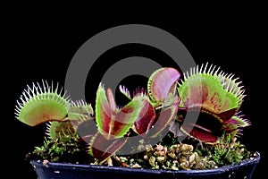 Carnivorous plant on isolated background